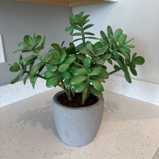 Crate & Barrel Jade Plant