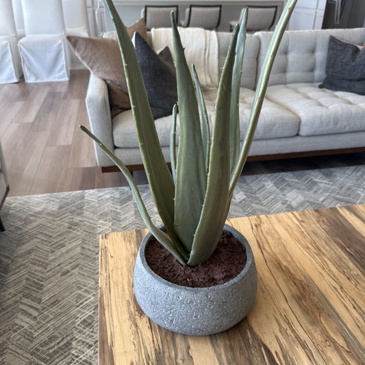 Crate & Barrel Aloe Plant