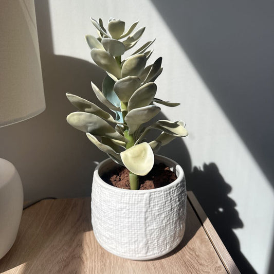CB2 Succulent in Pot