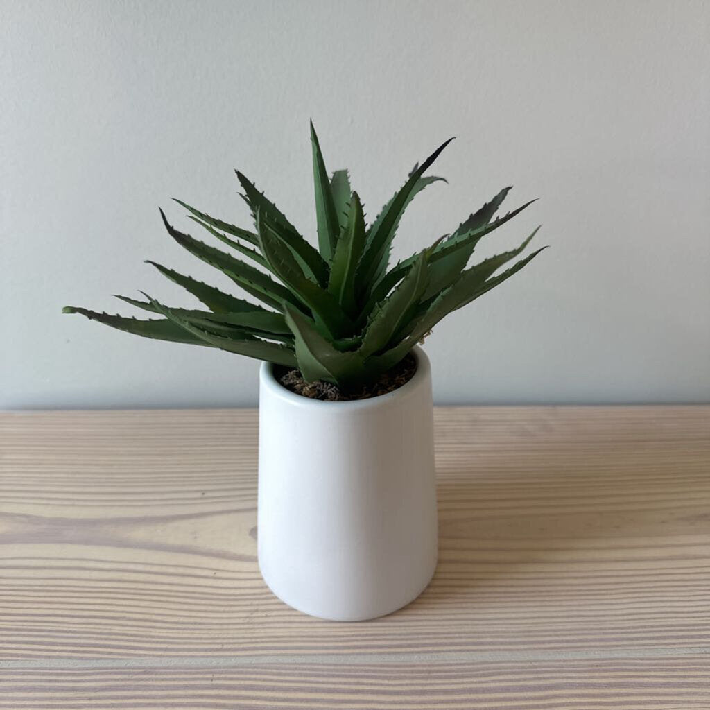 CB2 Aloe Vera in Pot
