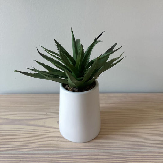 CB2 Aloe Vera in Pot