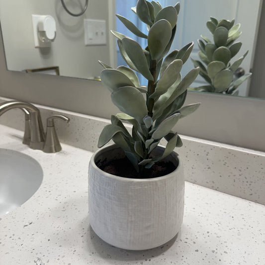 CB2 Succulent in Pot