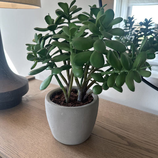 Crate & Barrel Jade Plant