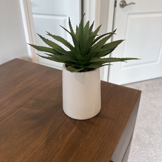 CB2 Aloe Plant