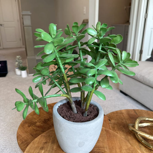 Crate & Barrel Jade Plant