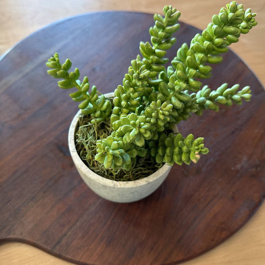 Succulent In Pot