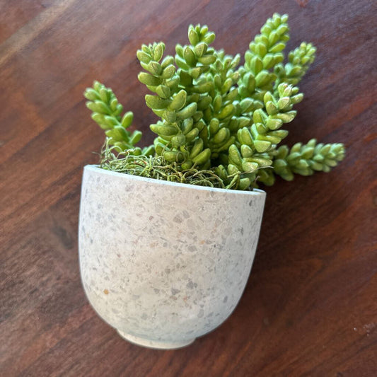 Succulent In Pot