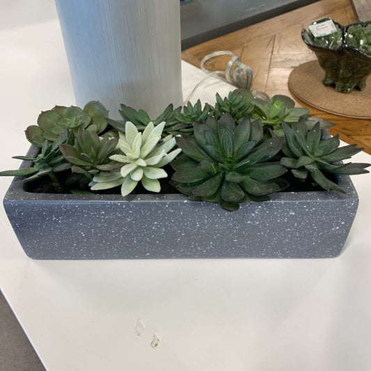 Multi Succulent in Pot