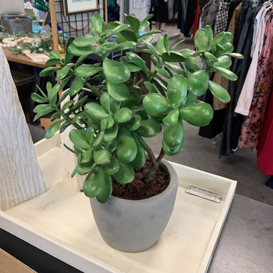Crate & Barrel Jade Plant