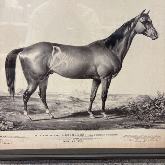 Framed American Eclipse Horse Print