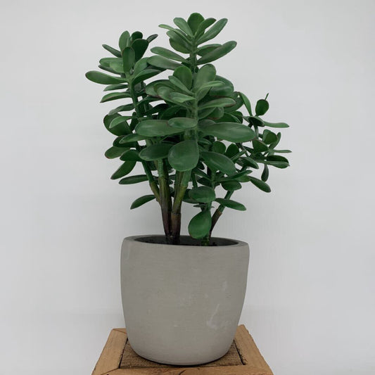 Faux Jade Plant in Pot