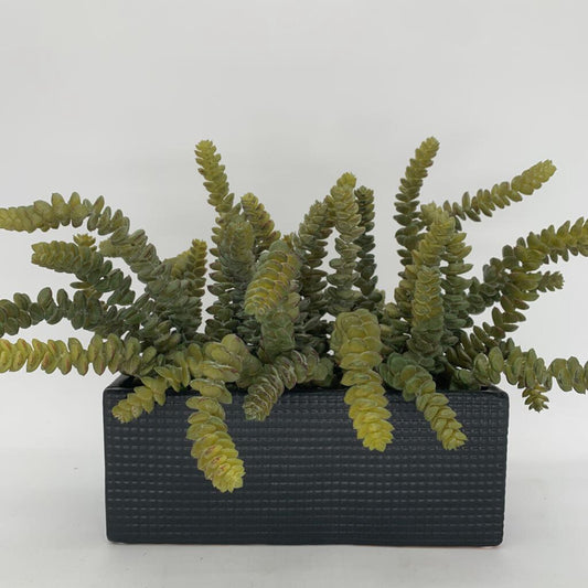 Faux Succulents in Planter