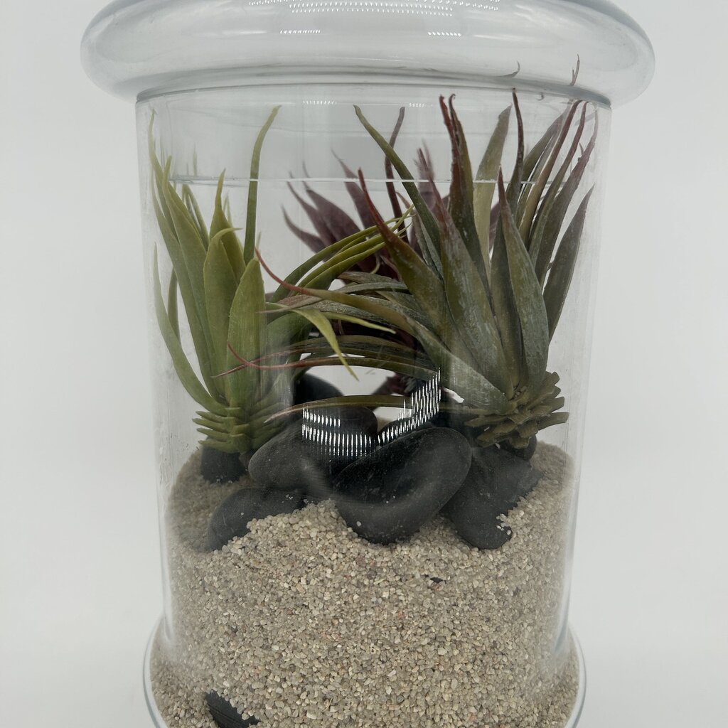 Apothecary Jar Terrarium
