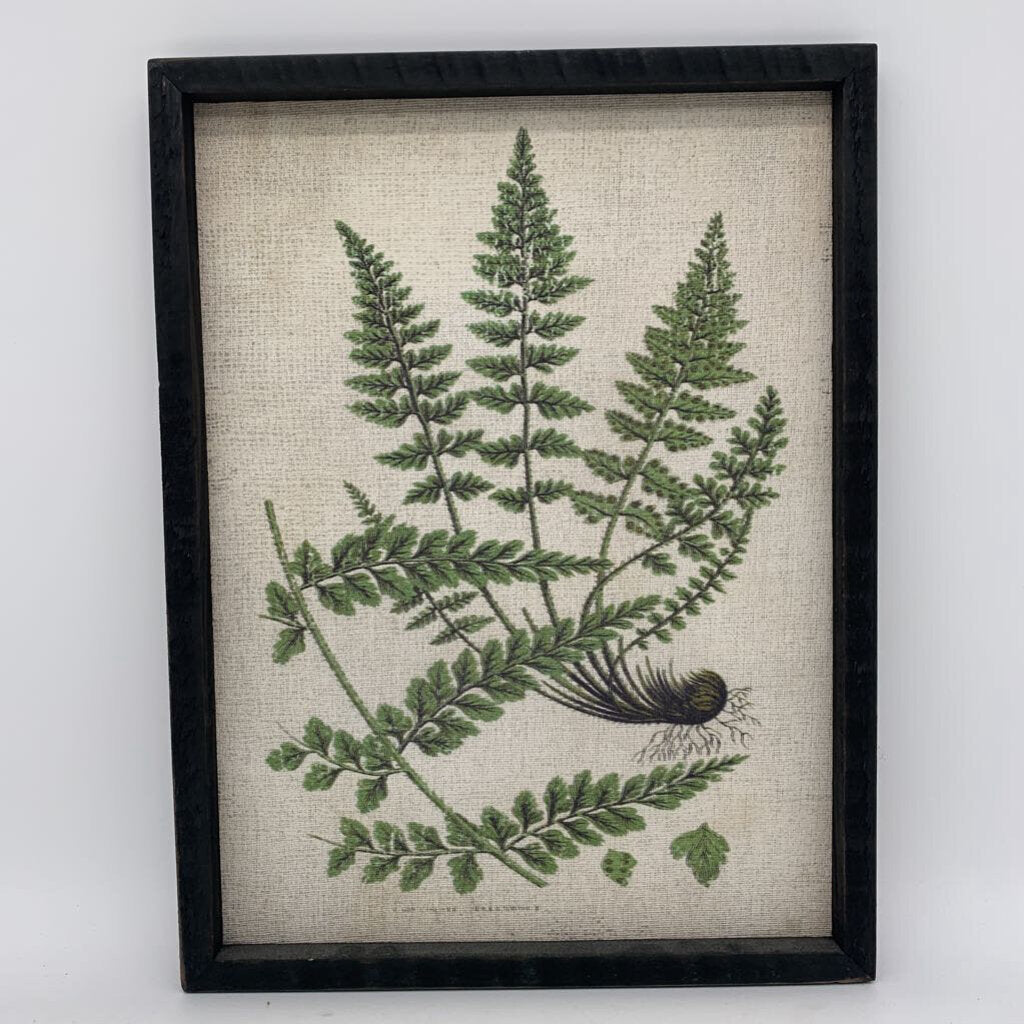 Framed Fern Print w Bulb