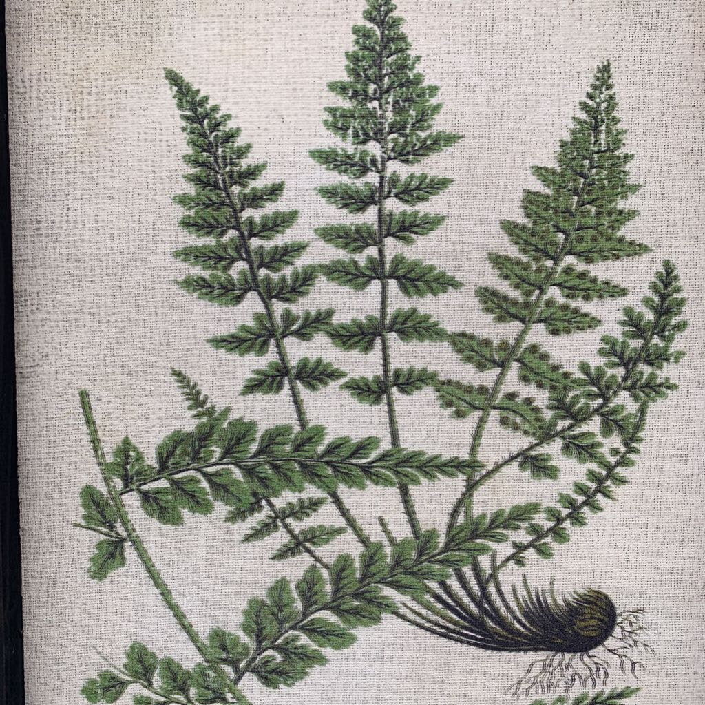 Framed Fern Print w Bulb