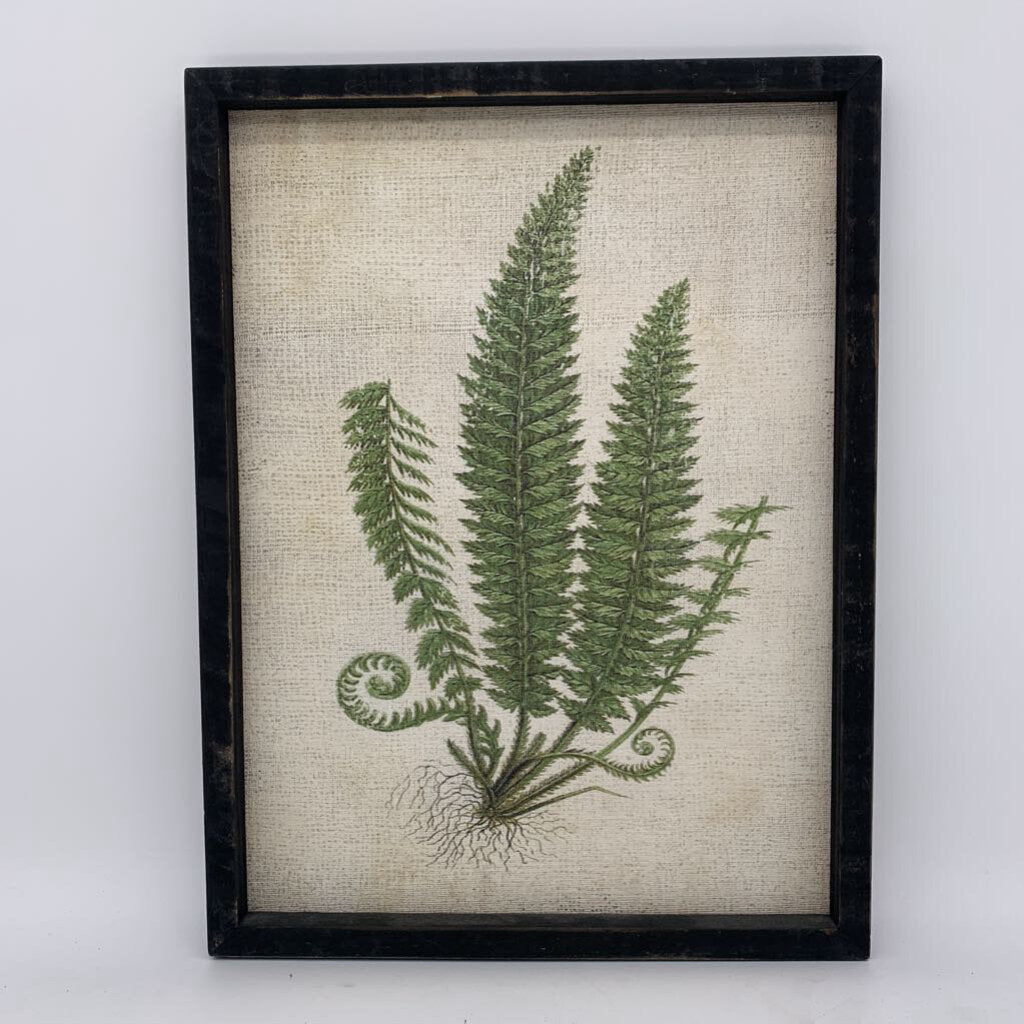 Framed Fern Print w Roots