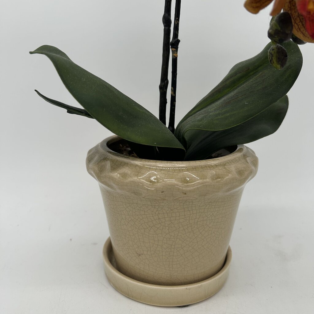 Faux Orchid in Pot