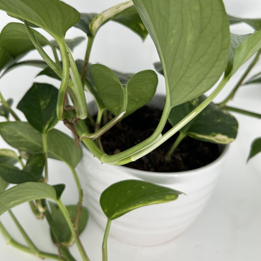 Pothos in Ridged Planter