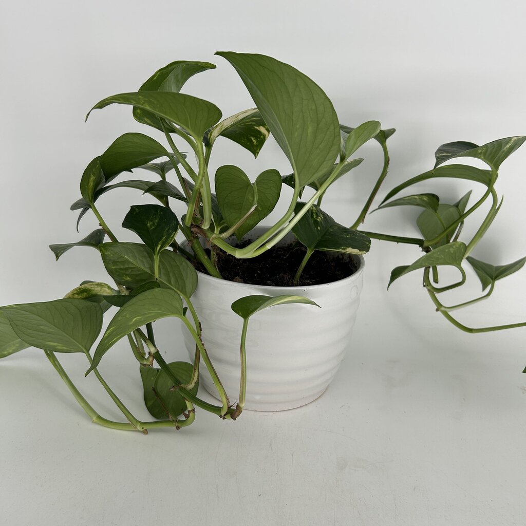 Pothos in Ridged Planter