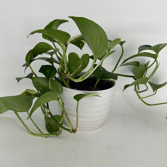 Pothos in Ridged Planter