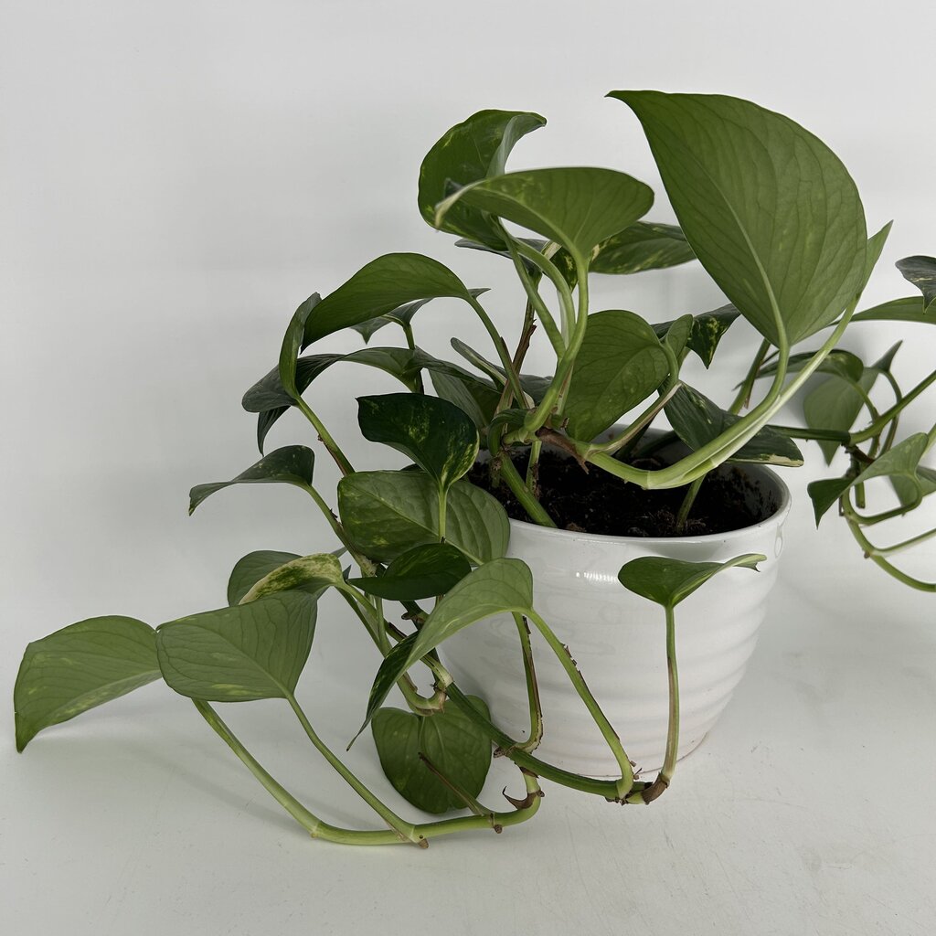 Pothos in Ridged Planter