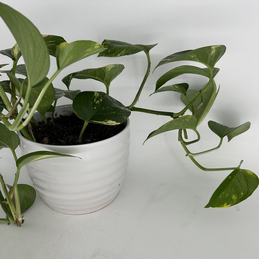 Pothos in Ridged Planter