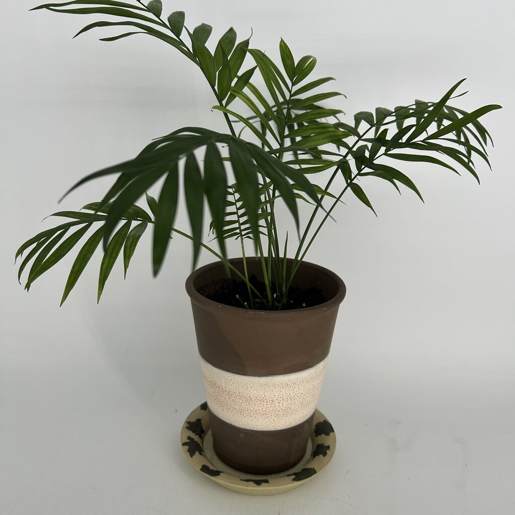 Palm in Striped Pot
