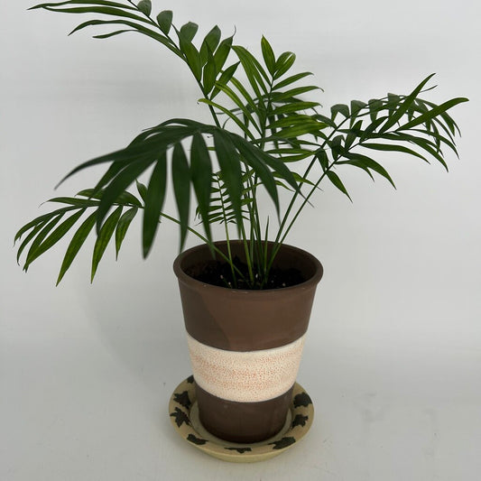 Palm in Striped Pot