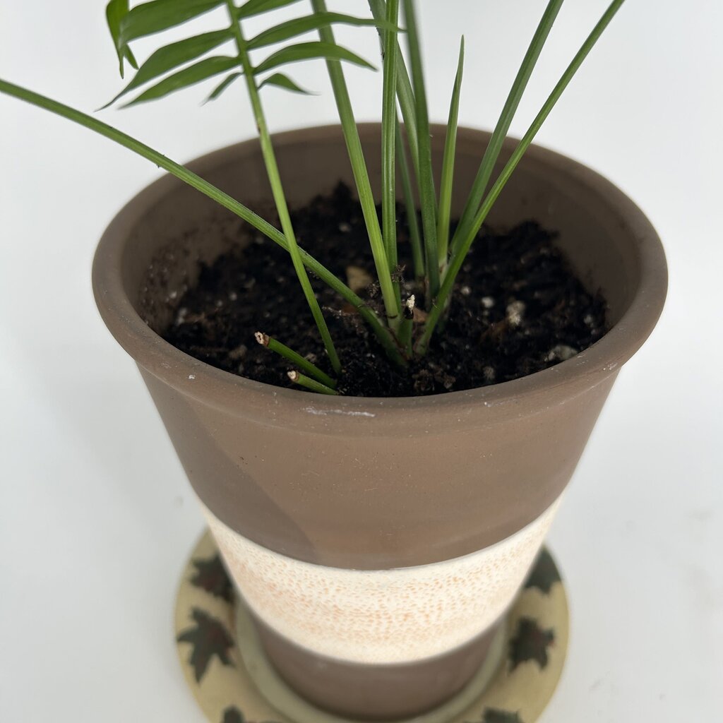 Palm in Striped Pot