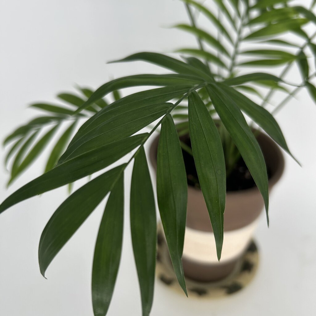 Palm in Striped Pot