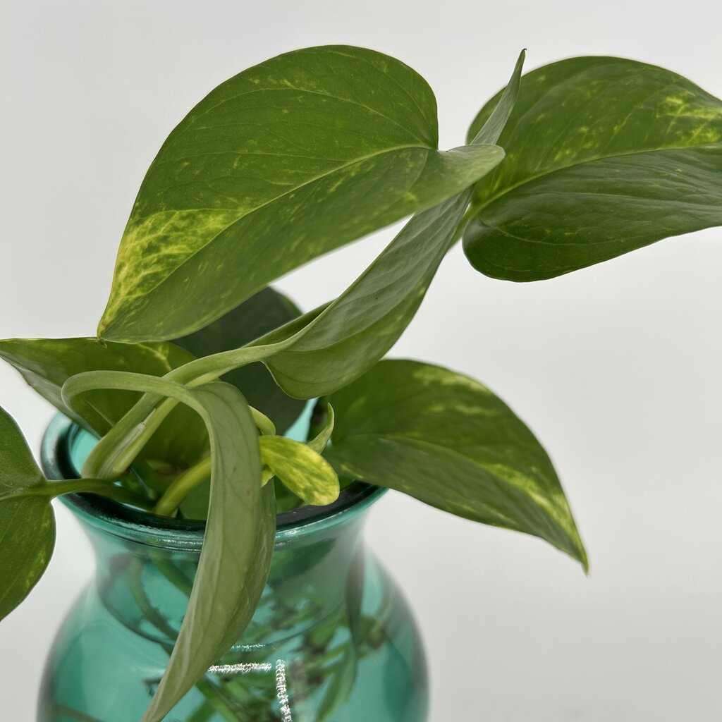 Pothos in Glass Vase