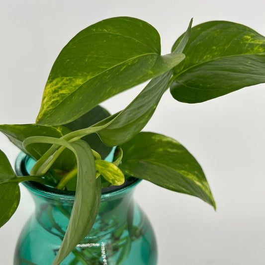 Pothos in Glass Vase