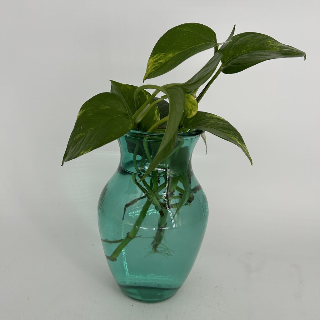 Pothos in Glass Vase