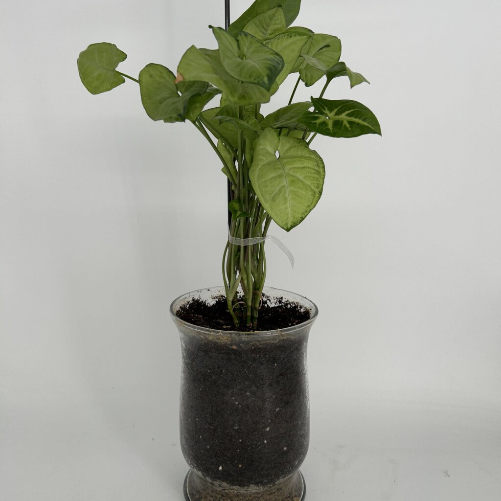 Butterfly Plant in Glass Vase w Soil
