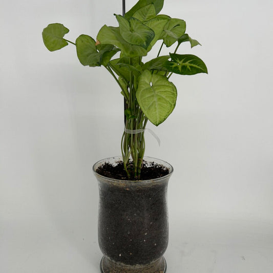 Butterfly Plant in Glass Vase w Soil