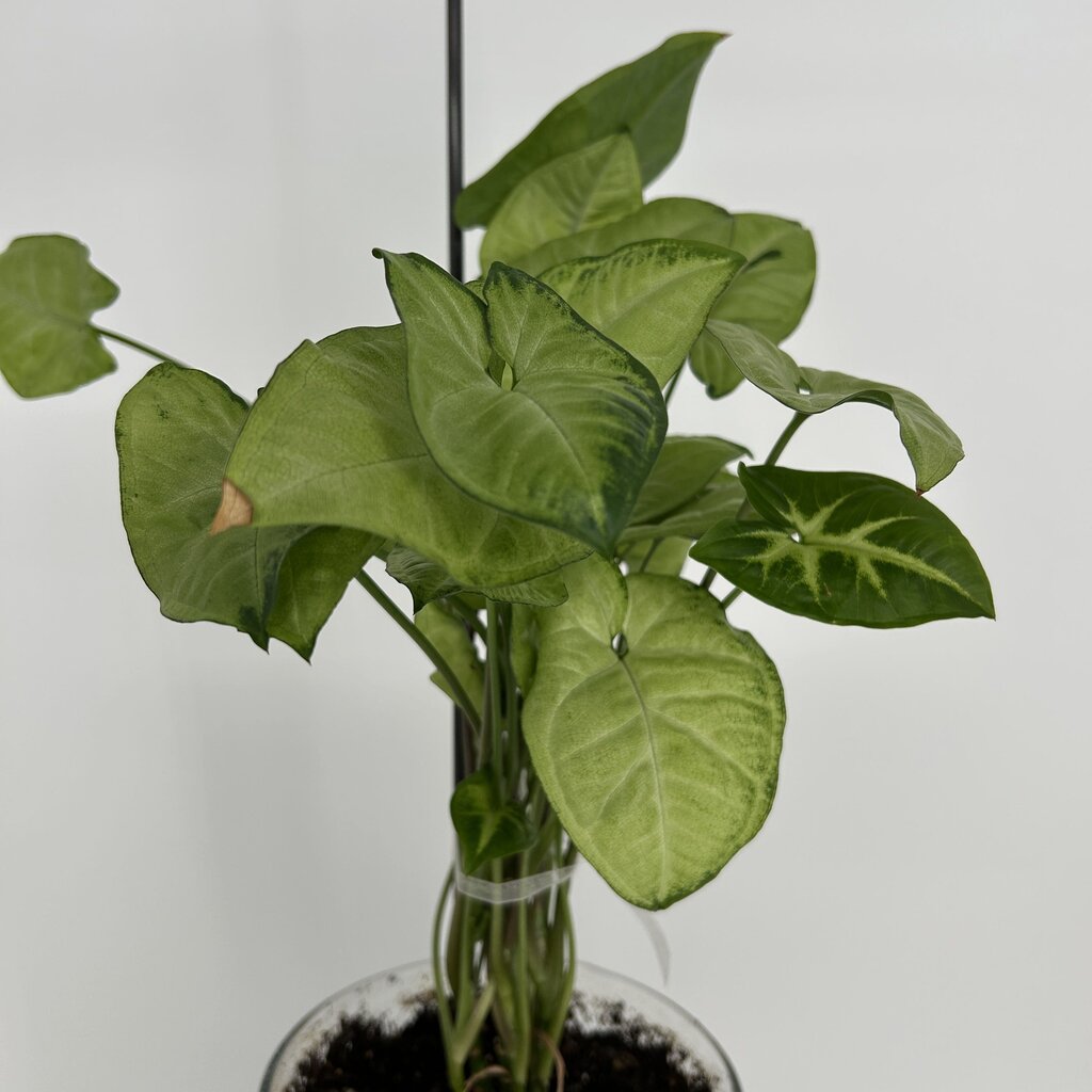 Butterfly Plant in Glass Vase w Soil