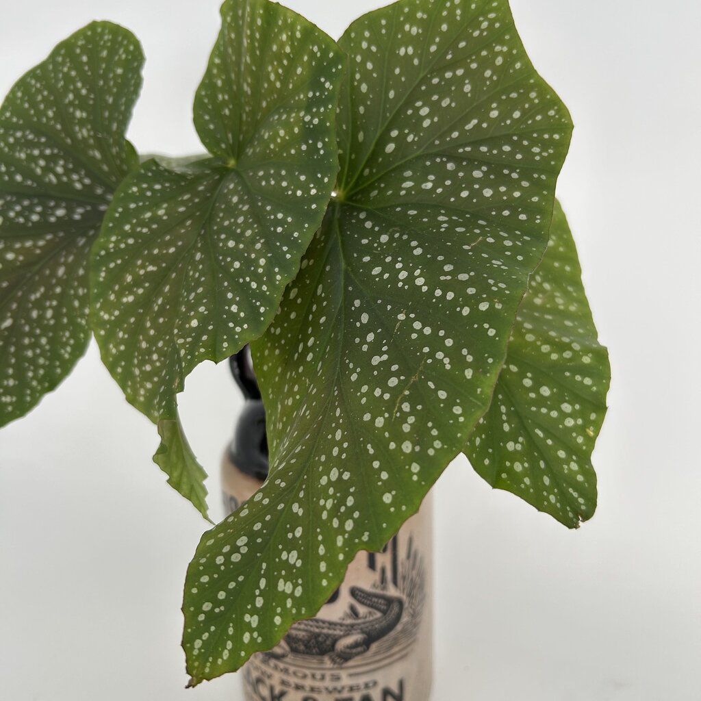 Angel Wing Plant in Mississippi Mud Bottle