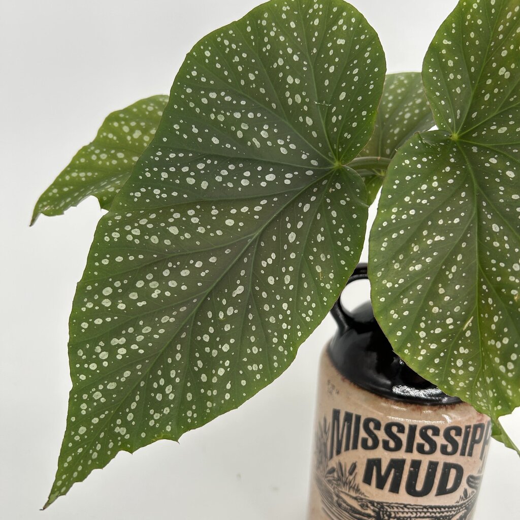 Angel Wing Plant in Mississippi Mud Bottle