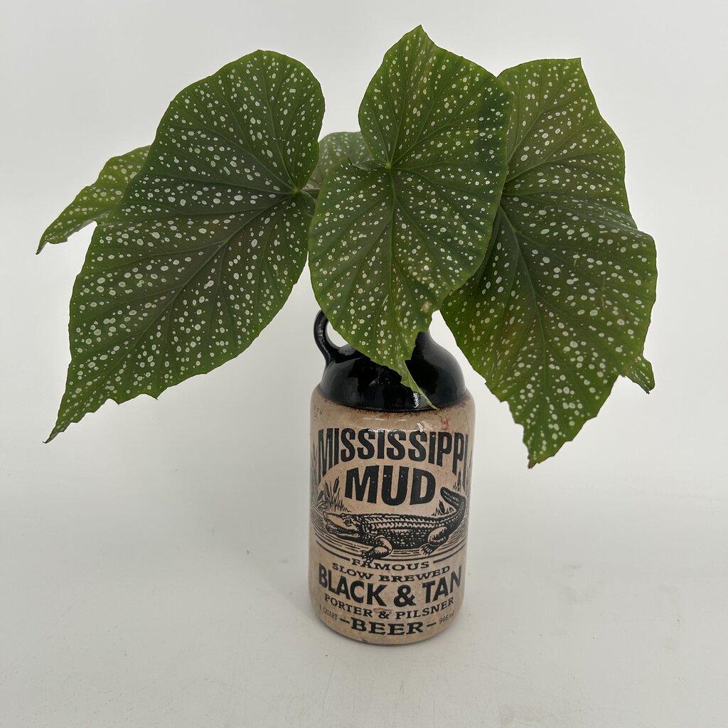 Angel Wing Plant in Mississippi Mud Bottle