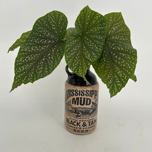 Angel Wing Plant in Mississippi Mud Bottle
