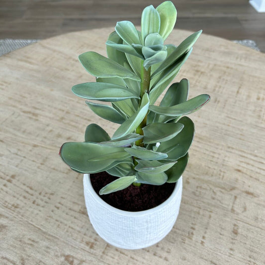 CB2 Potted Succulent