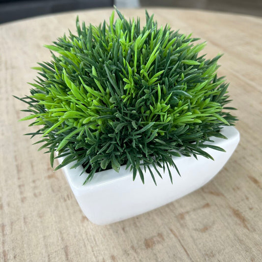 C&B Potted Moss