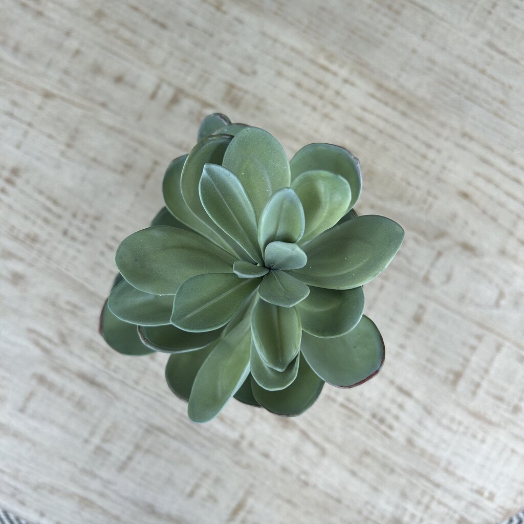 CB2 Potted Succulent