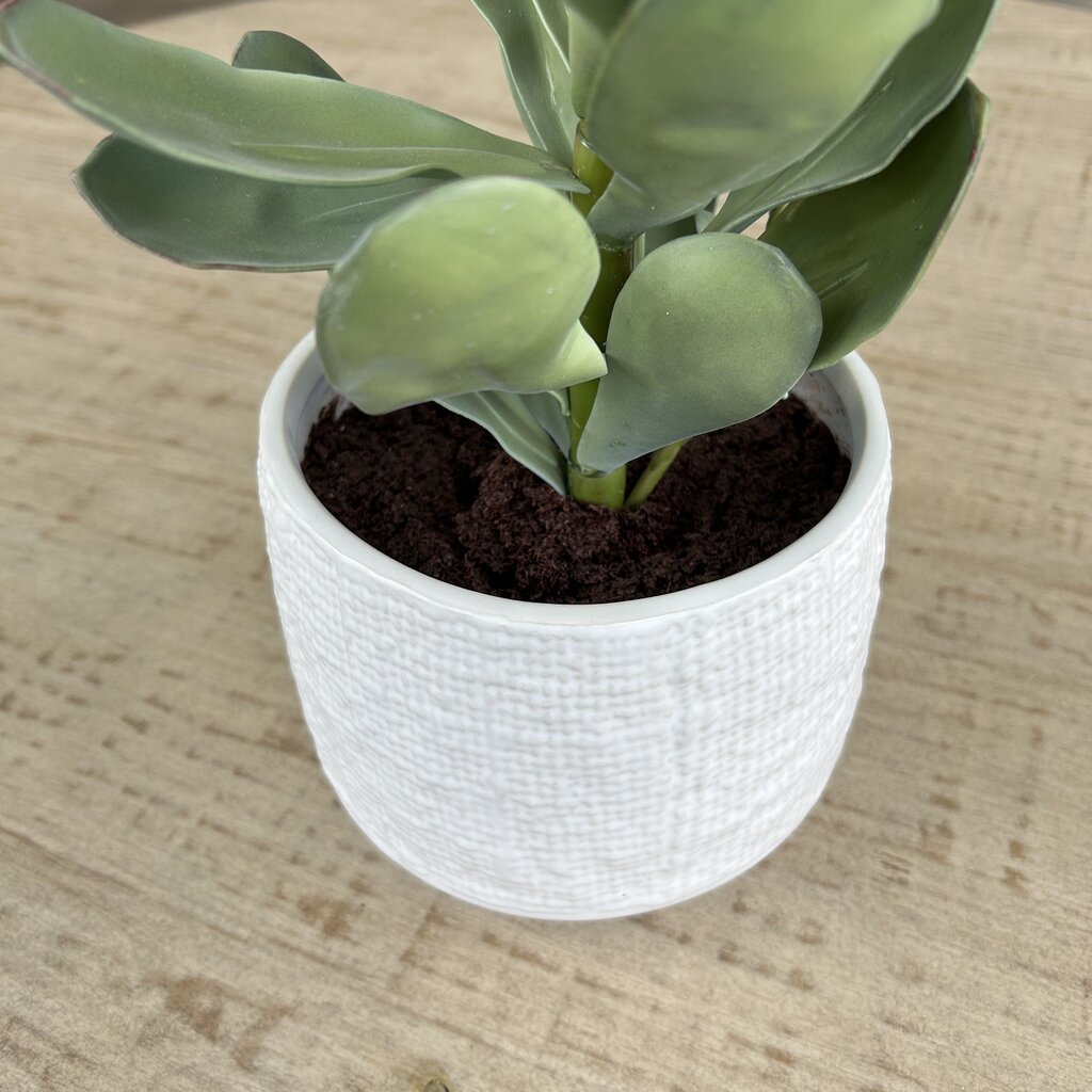 CB2 Potted Succulent
