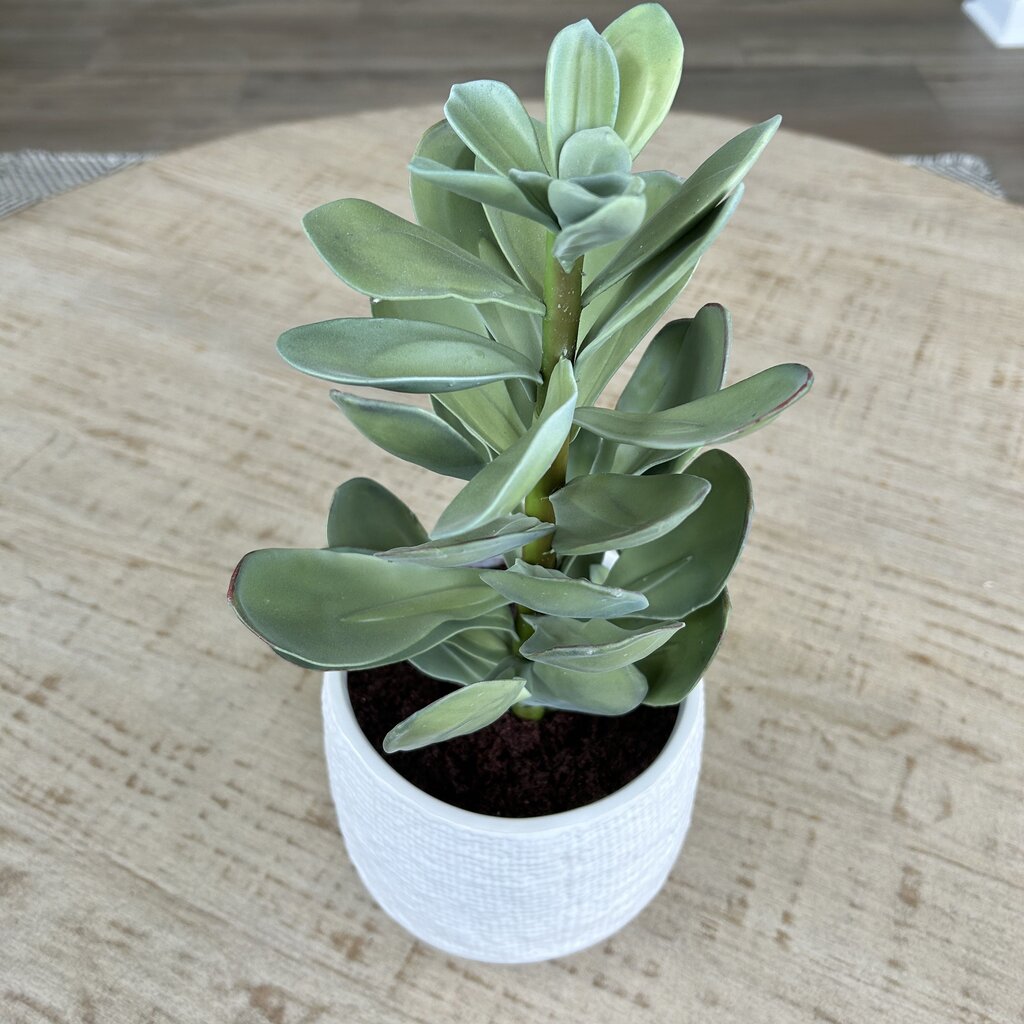 CB2 Potted Succulent