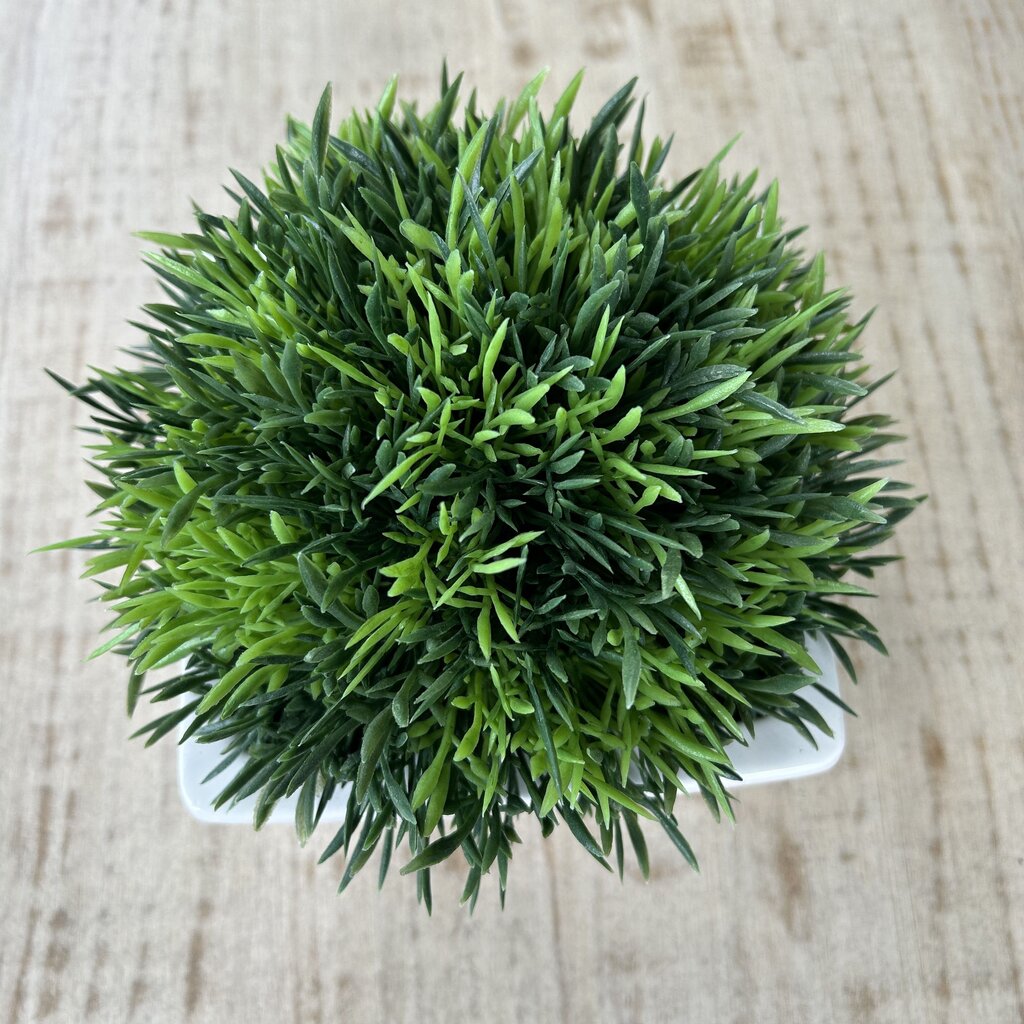 C&B Potted Moss