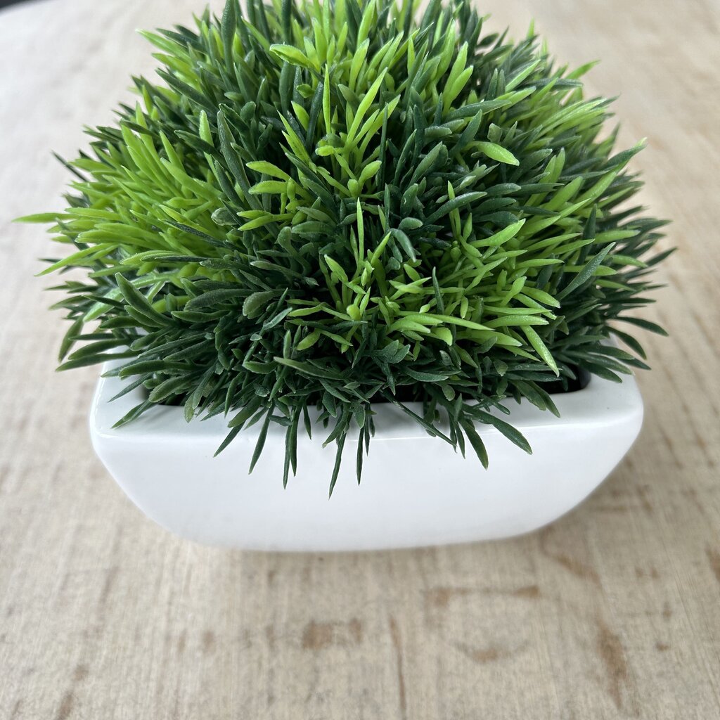 C&B Potted Moss