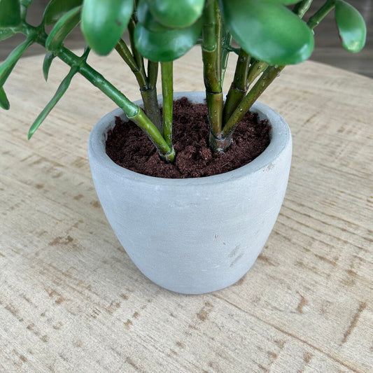 Jade Plant in Ceramic Pot