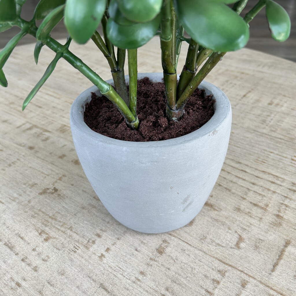 Jade Plant in Ceramic Pot