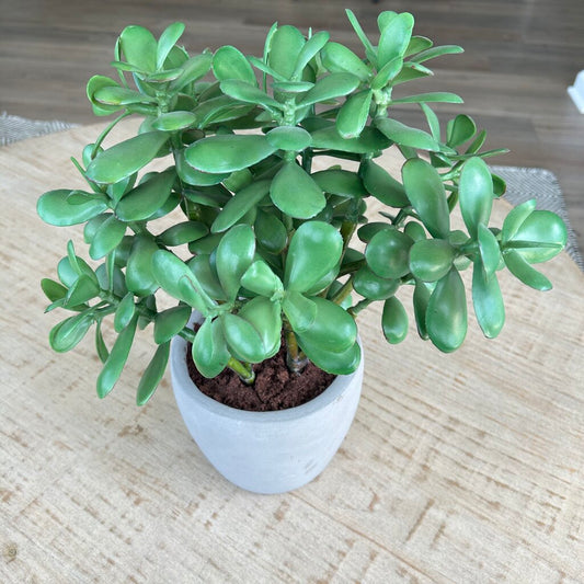 Jade Plant in Ceramic Pot